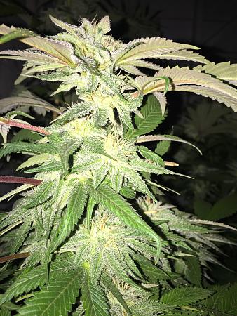 Click image for larger version

Name:	IMG_2843.JPG
Views:	603
Size:	2.17 MB
ID:	209615