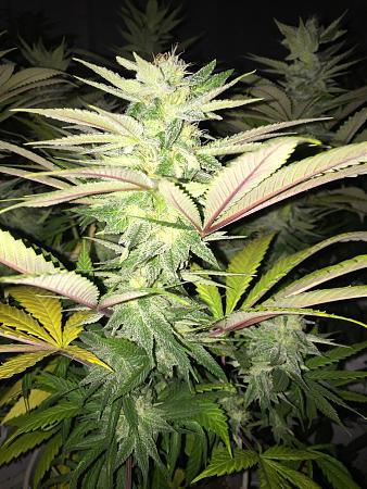 Click image for larger version

Name:	IMG_2845.JPG
Views:	594
Size:	1.82 MB
ID:	209616