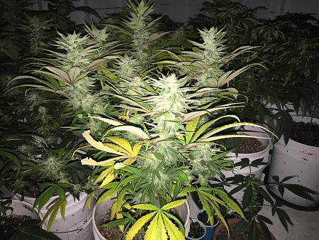 Click image for larger version

Name:	IMG_2846.JPG
Views:	556
Size:	1.90 MB
ID:	209617