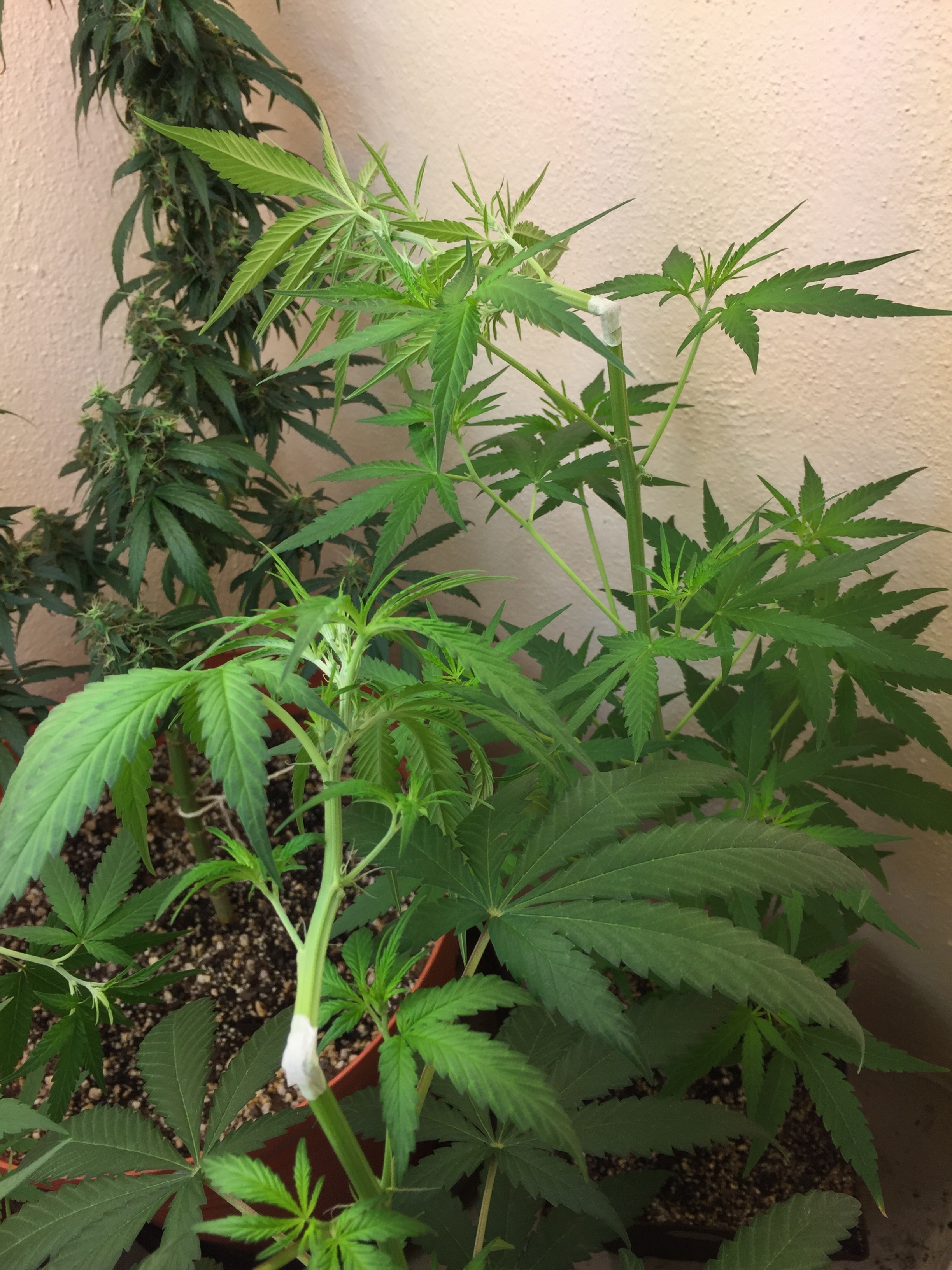 Click image for larger version

Name:	IMG_6274.jpg
Views:	117
Size:	4.45 MB
ID:	101507