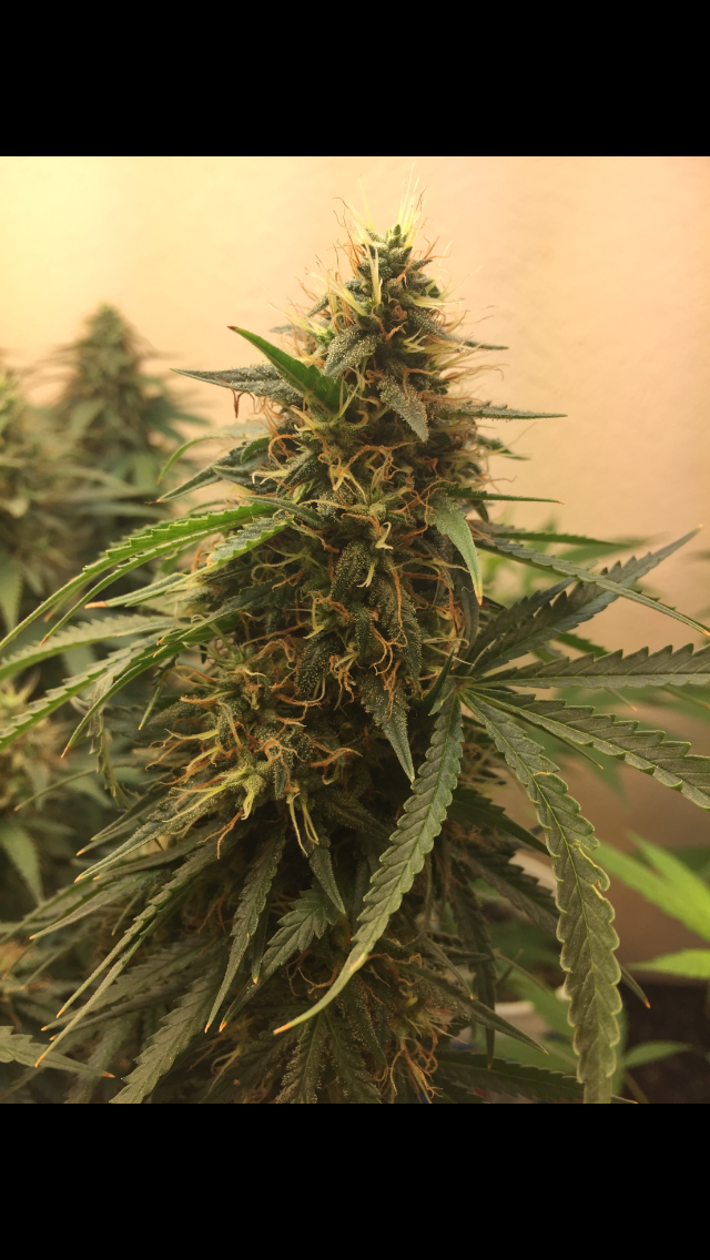 Click image for larger version

Name:	IMG_2036.PNG
Views:	118
Size:	855.6 KB
ID:	99304