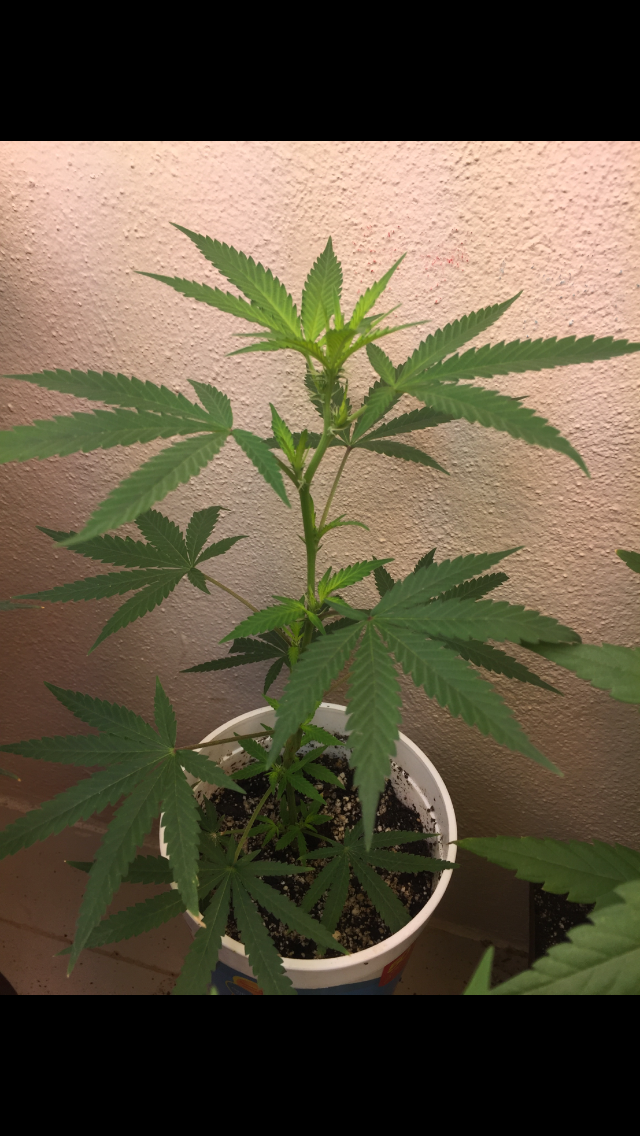 Click image for larger version

Name:	IMG_2043.PNG
Views:	117
Size:	890.3 KB
ID:	99311