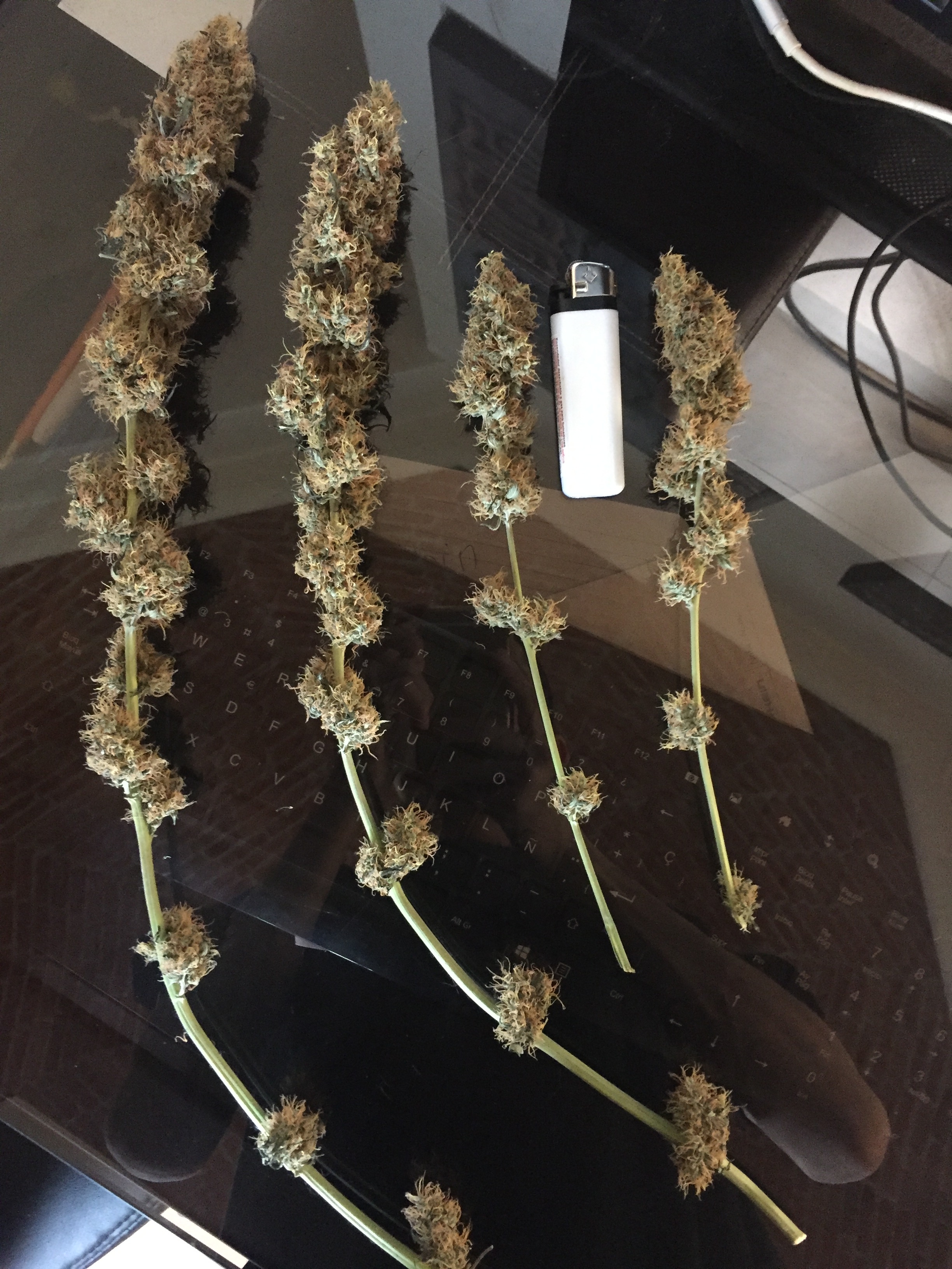 Click image for larger version

Name:	IMG_6242.JPG
Views:	117
Size:	3.54 MB
ID:	101496