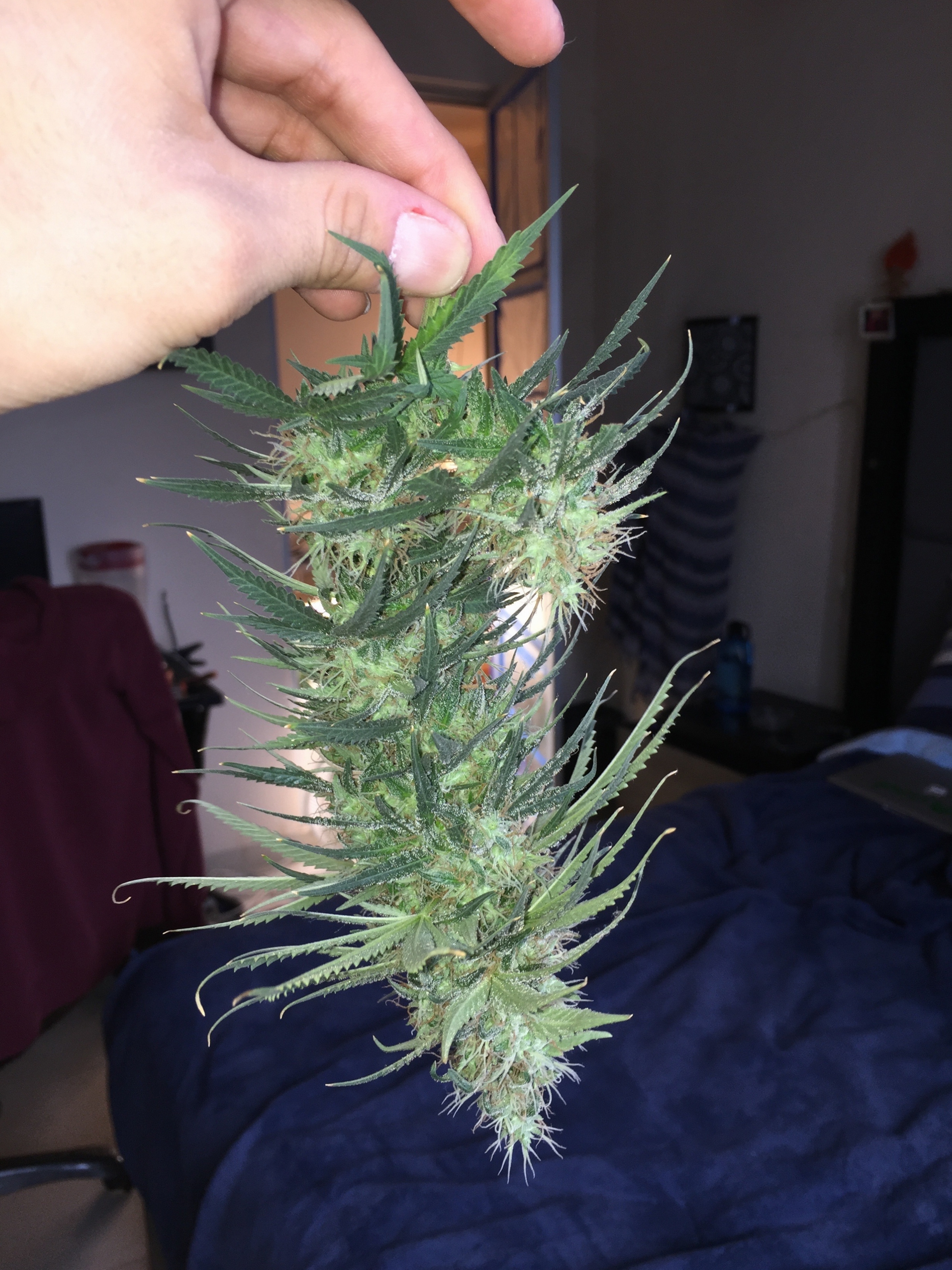 Click image for larger version

Name:	IMG_6256.jpg
Views:	288
Size:	4.18 MB
ID:	101502