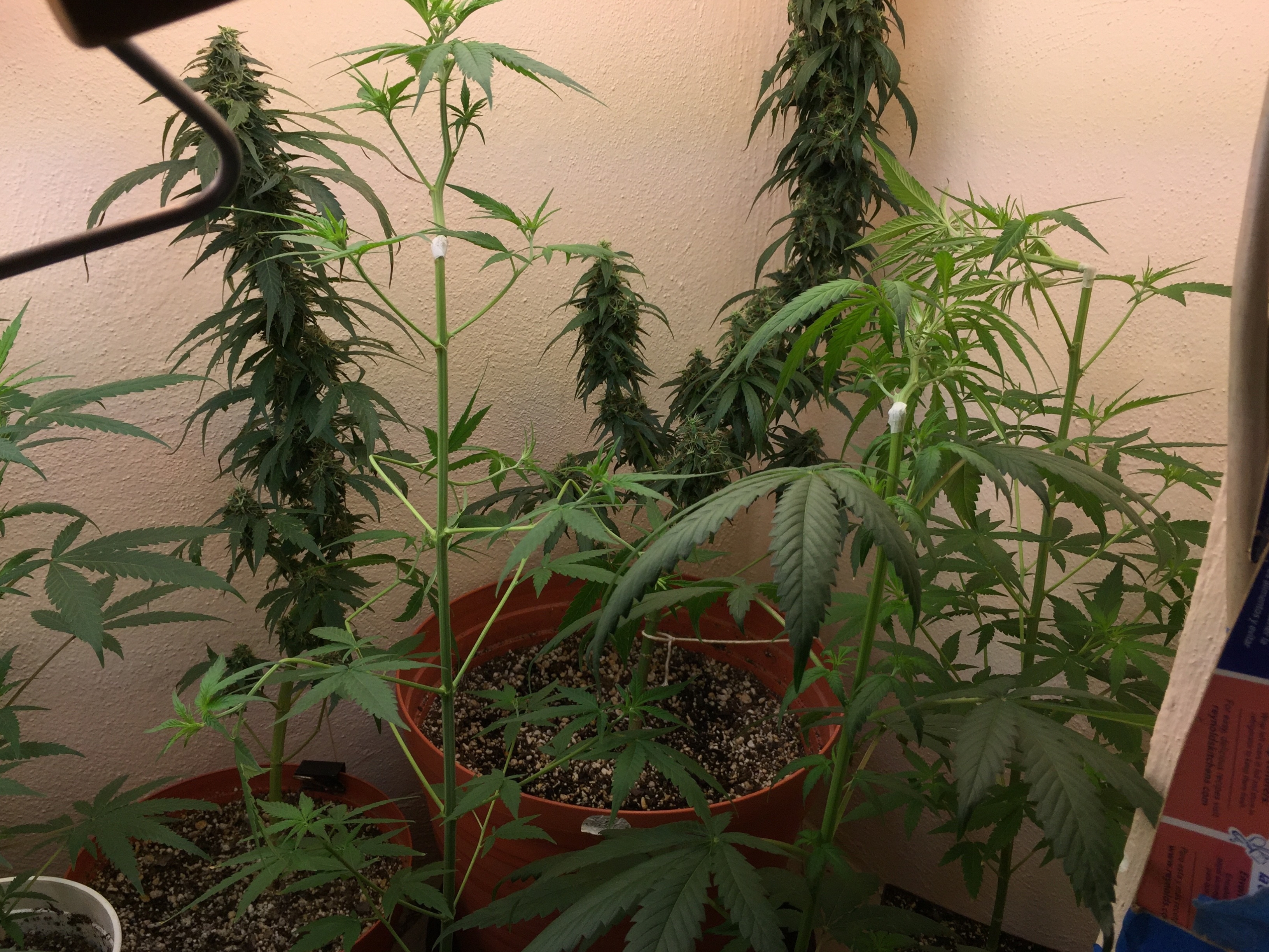 Click image for larger version

Name:	IMG_6273.jpg
Views:	322
Size:	4.74 MB
ID:	101506