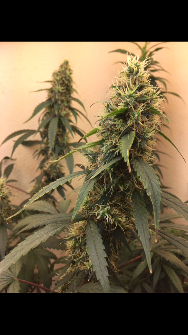 Click image for larger version

Name:	IMG_2026.PNG
Views:	109
Size:	823.4 KB
ID:	97523