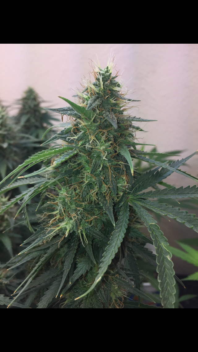 Click image for larger version

Name:	IMG_2037.PNG
Views:	132
Size:	898.5 KB
ID:	99305