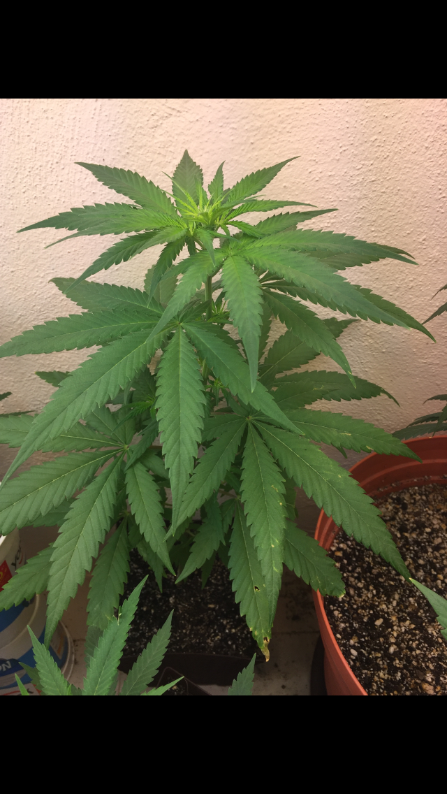 Click image for larger version

Name:	IMG_2044.PNG
Views:	123
Size:	881.7 KB
ID:	99315