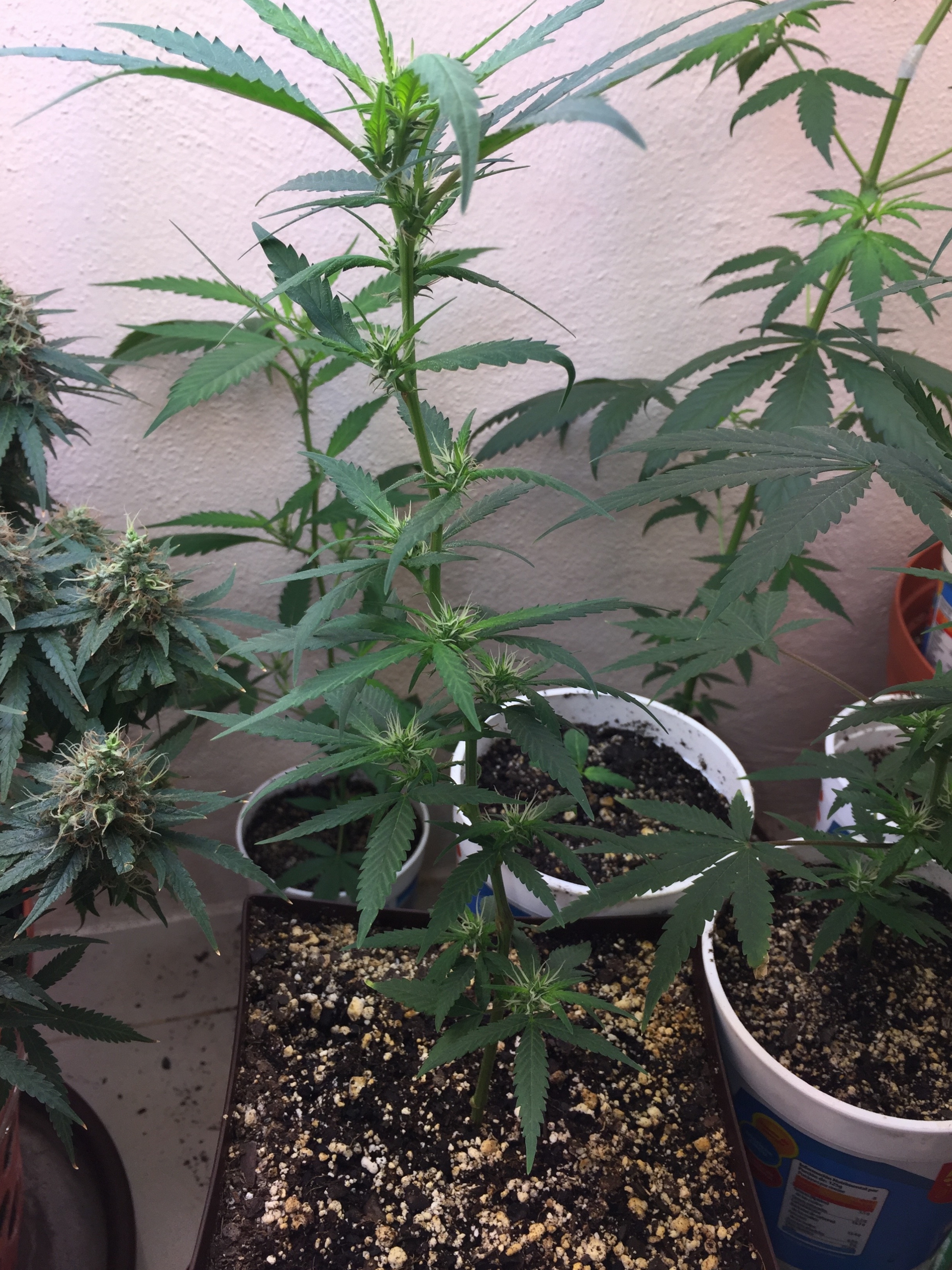 Click image for larger version

Name:	IMG_6295.jpg
Views:	147
Size:	4.54 MB
ID:	103229