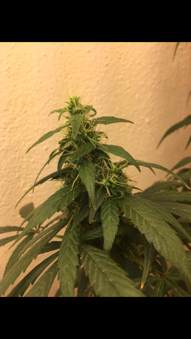 Click image for larger version

Name:	IMG_2046.PNG
Views:	134
Size:	771.8 KB
ID:	99312