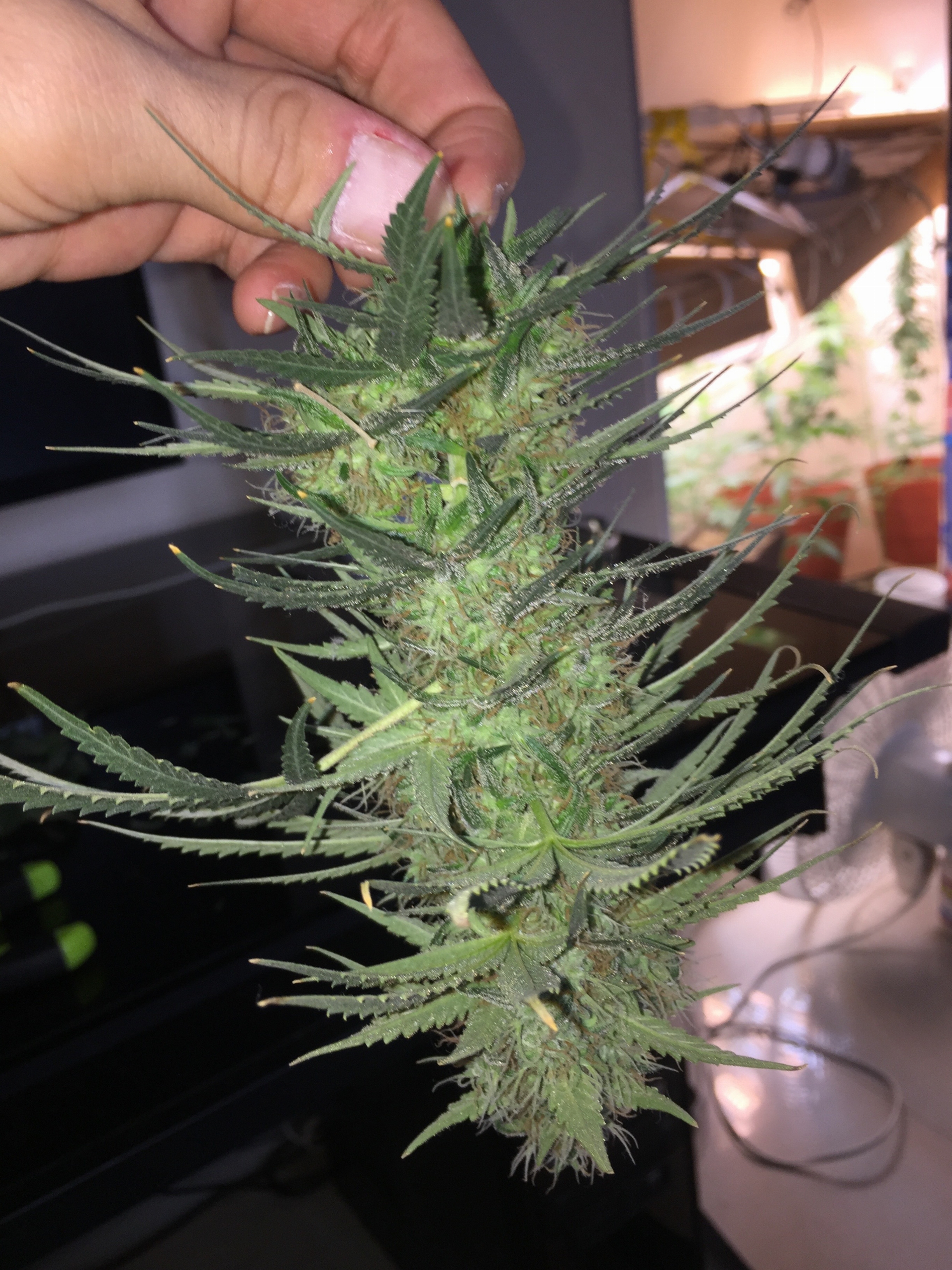 Click image for larger version

Name:	IMG_6263.jpg
Views:	275
Size:	4.18 MB
ID:	101501