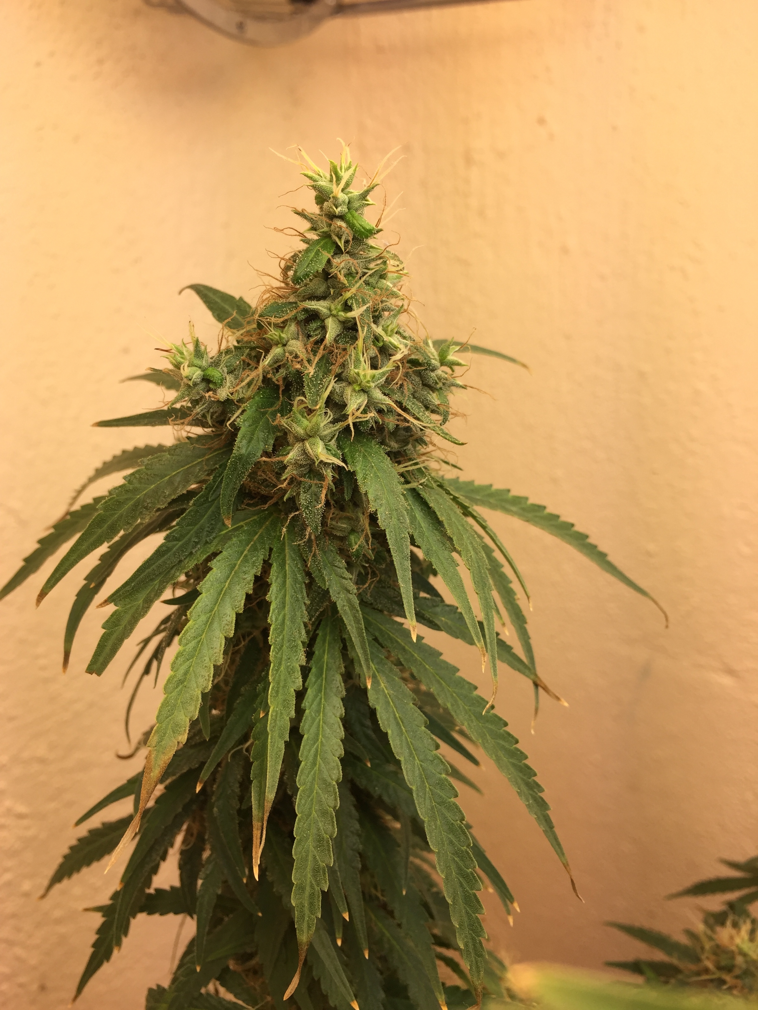 Click image for larger version

Name:	IMG_6290.JPG
Views:	119
Size:	3.30 MB
ID:	103231