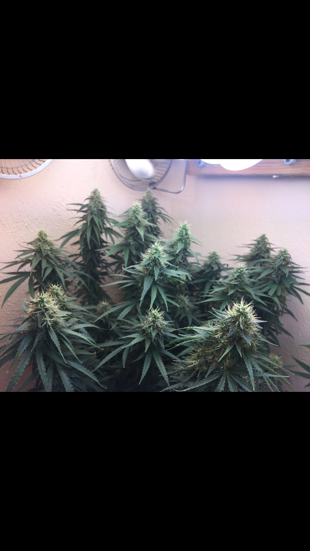 Click image for larger version

Name:	IMG_2034.PNG
Views:	113
Size:	515.6 KB
ID:	99301