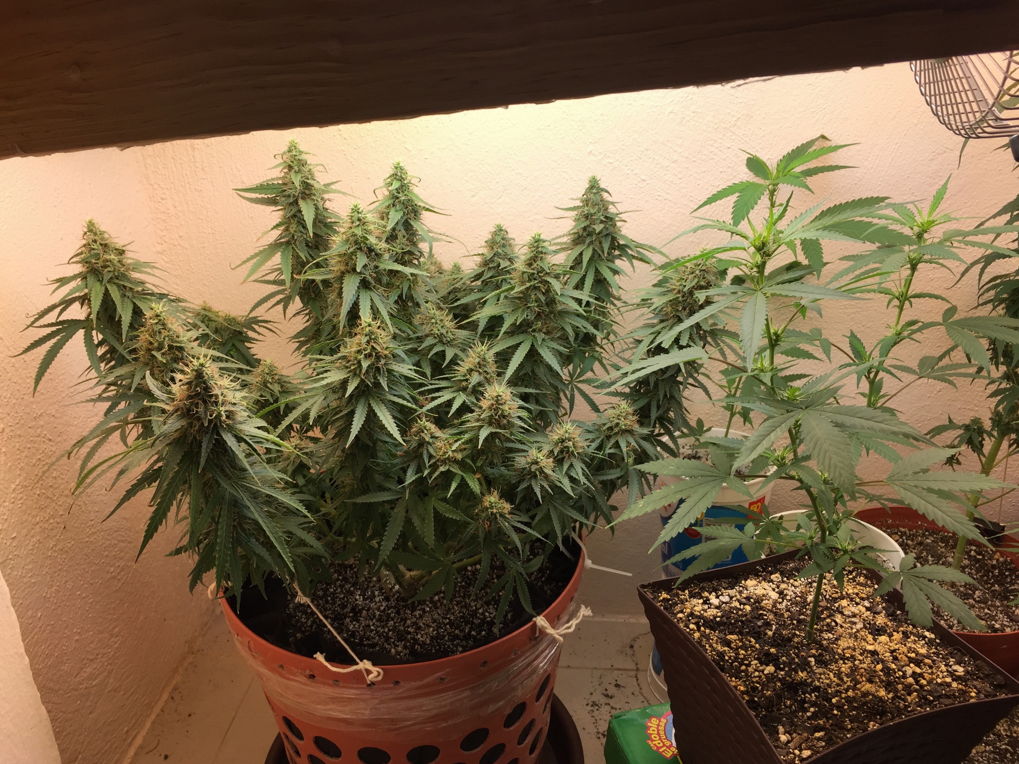 Click image for larger version

Name:	IMG_6272.jpg
Views:	105
Size:	4.86 MB
ID:	101505