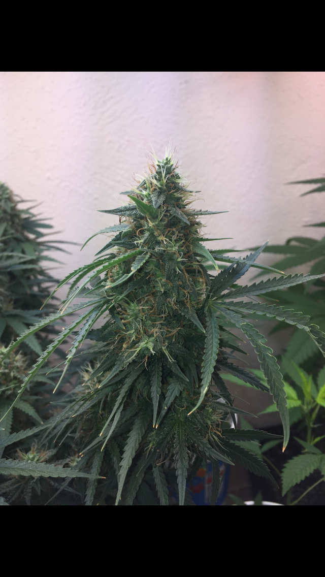 Click image for larger version

Name:	IMG_2033.PNG
Views:	116
Size:	828.7 KB
ID:	99303