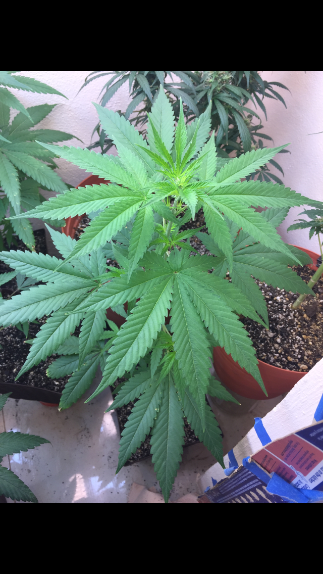 Click image for larger version

Name:	IMG_2039.PNG
Views:	113
Size:	922.6 KB
ID:	99307