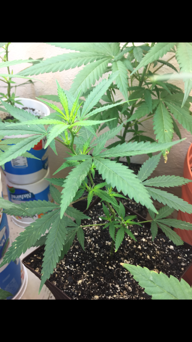 Click image for larger version

Name:	IMG_2045.PNG
Views:	122
Size:	864.9 KB
ID:	99310