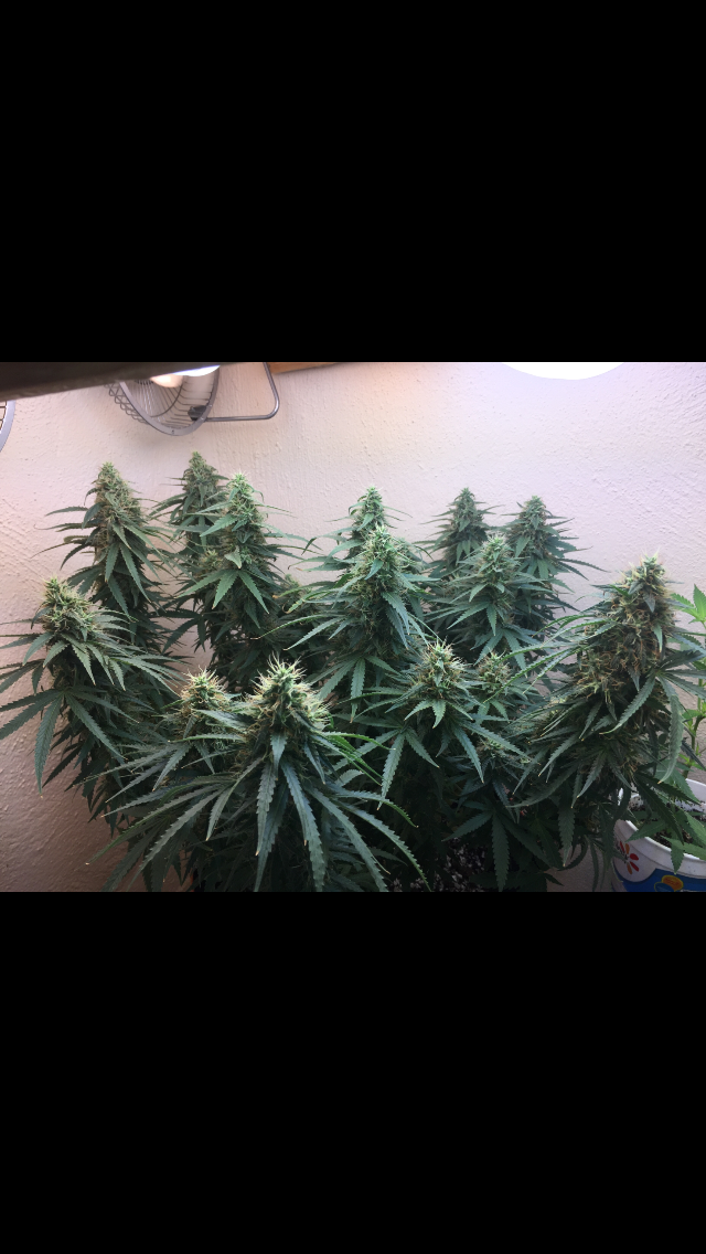 Click image for larger version

Name:	IMG_2035.PNG
Views:	102
Size:	579.7 KB
ID:	99302