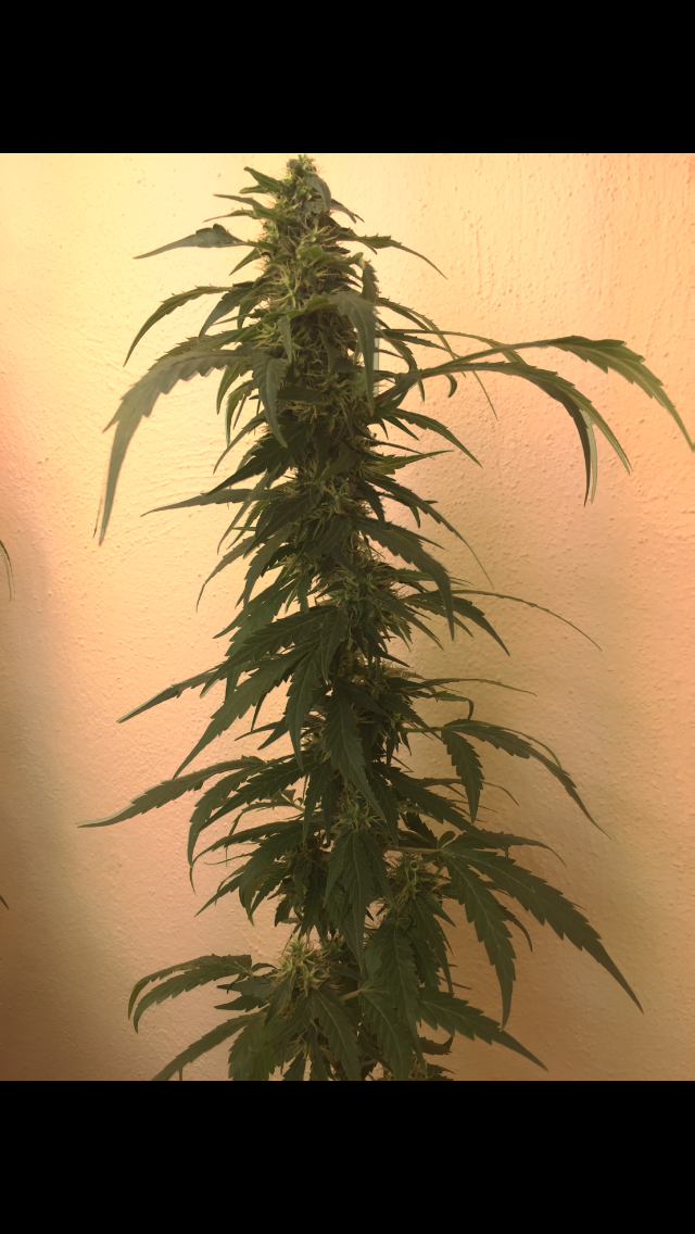 Click image for larger version

Name:	IMG_2042.PNG
Views:	117
Size:	802.6 KB
ID:	99309