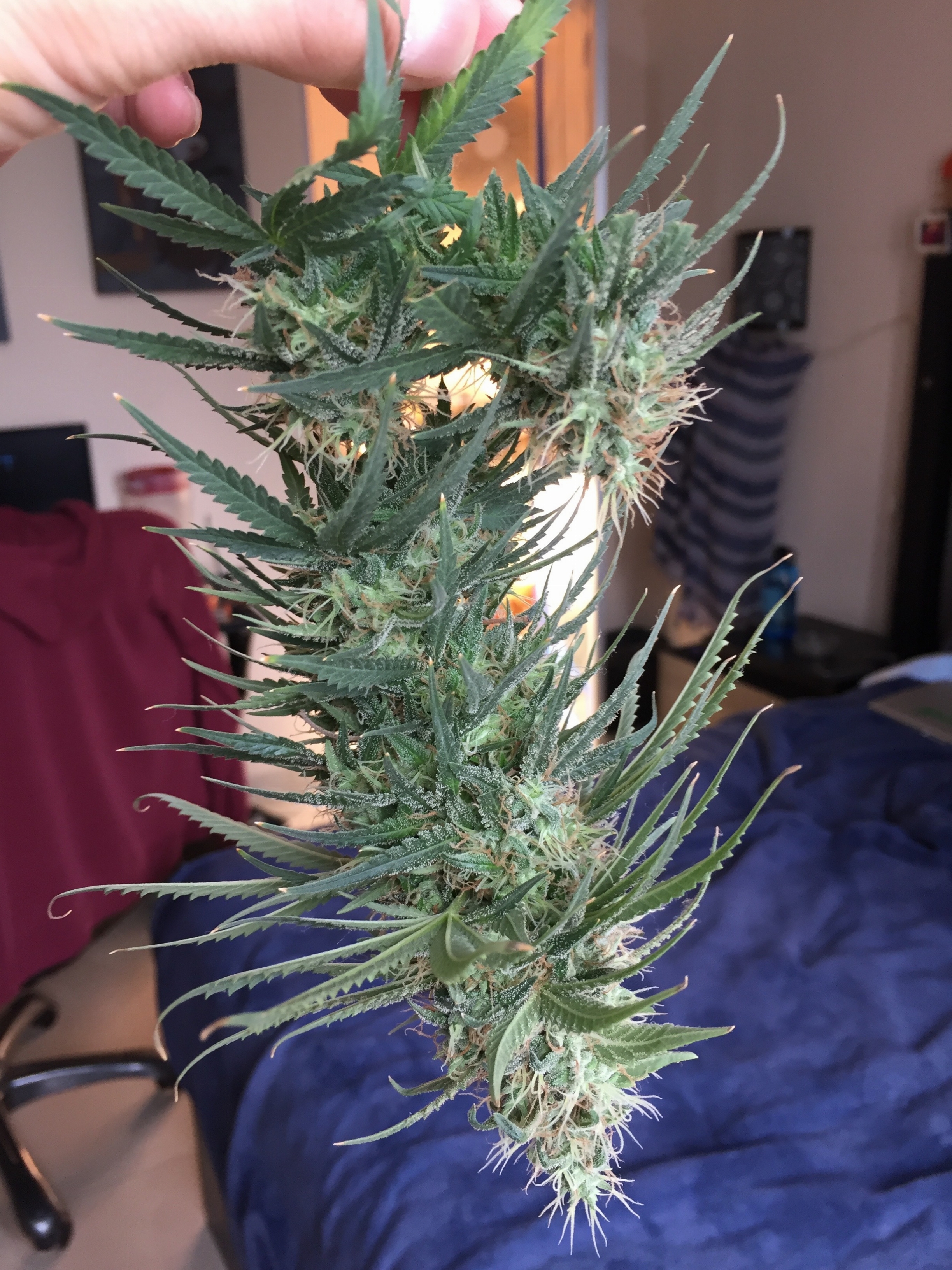 Click image for larger version

Name:	IMG_6255.jpg
Views:	251
Size:	4.49 MB
ID:	101498