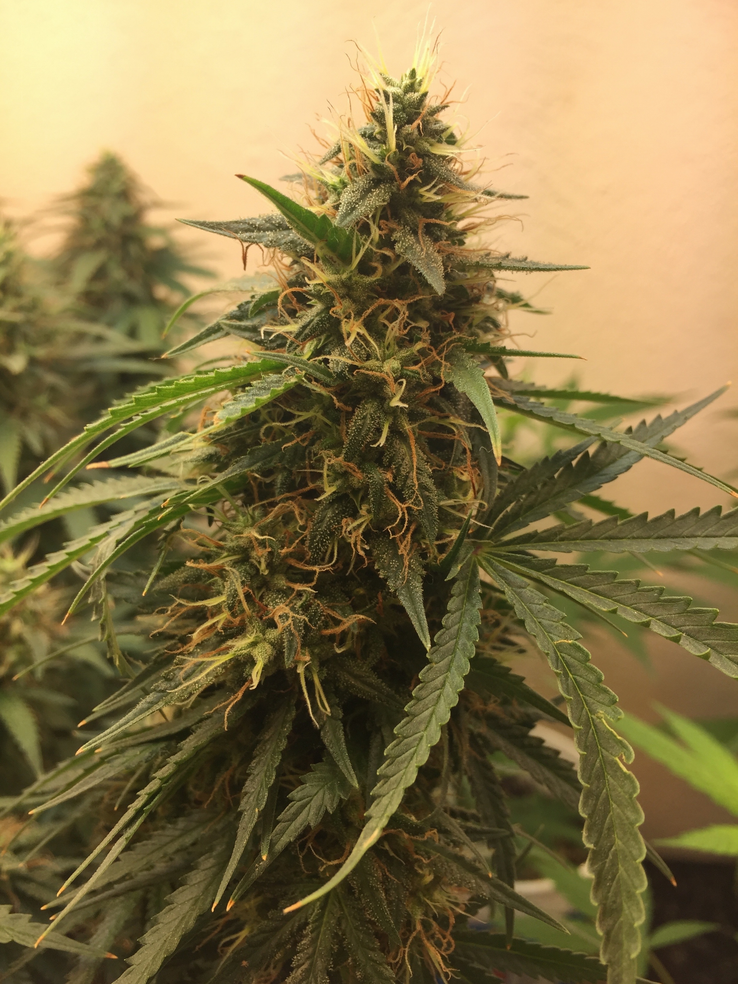 Click image for larger version

Name:	IMG_6212.jpg
Views:	226
Size:	4.33 MB
ID:	101499