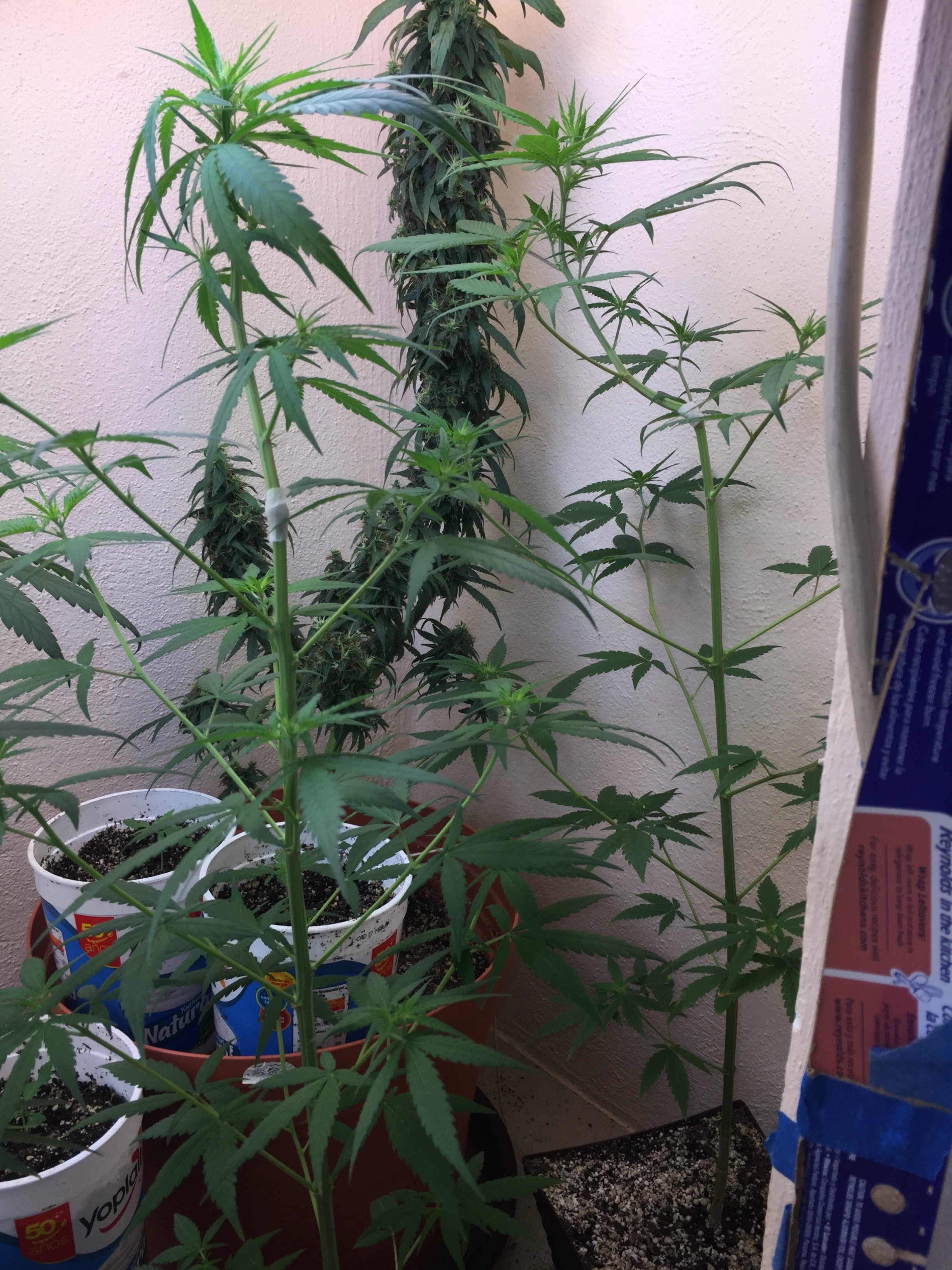 Click image for larger version

Name:	IMG_6296.jpg
Views:	133
Size:	4.49 MB
ID:	103235