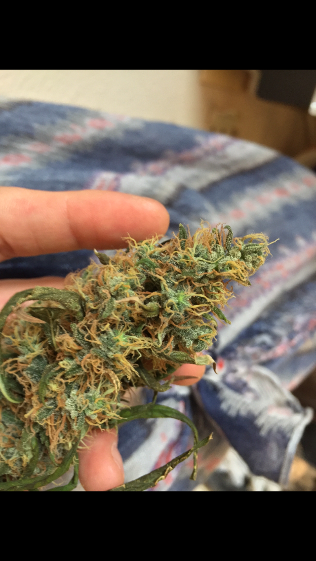 Click image for larger version

Name:	IMG_2052.PNG
Views:	111
Size:	829.0 KB
ID:	99765