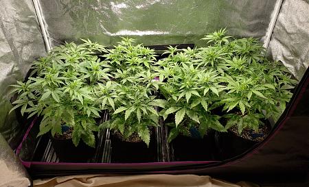 Click image for larger version

Name:	bushy-monsters-3-weeks-old.jpg
Views:	588
Size:	333.6 KB
ID:	231363