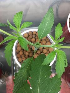 Click image for larger version  Name:	F3B75161-D253-45FA-ABE2-55E763B58351.jpeg Views:	1 Size:	1.45 MB ID:	213472