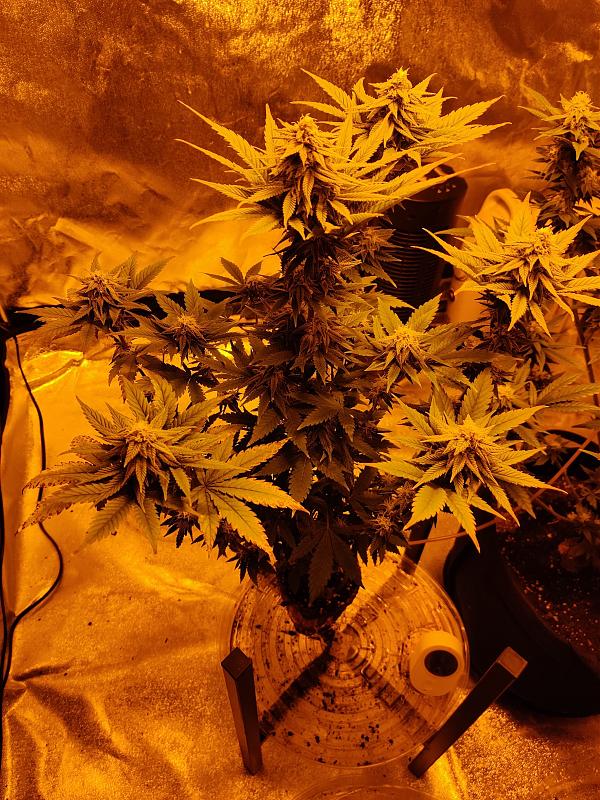 Click image for larger version

Name:	IMG_20200401_100042.jpg
Views:	857
Size:	2.45 MB
ID:	390678