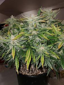 Click image for larger version

Name:	20200414_130730_copy_1209x1612.jpg
Views:	540
Size:	787.0 KB
ID:	395462