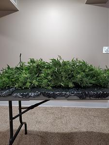 Click image for larger version

Name:	20200414_134724_copy_1209x1612.jpg
Views:	526
Size:	500.6 KB
ID:	395463