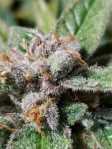 Click image for larger version

Name:	20200414_130826_copy_1209x1612.jpg
Views:	539
Size:	488.8 KB
ID:	395461