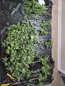 Click image for larger version

Name:	20200414_141714_copy_1209x1612.jpg
Views:	517
Size:	924.2 KB
ID:	395475