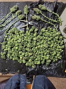 Click image for larger version

Name:	20200414_150316_copy_1209x1612.jpg
Views:	529
Size:	916.9 KB
ID:	395476