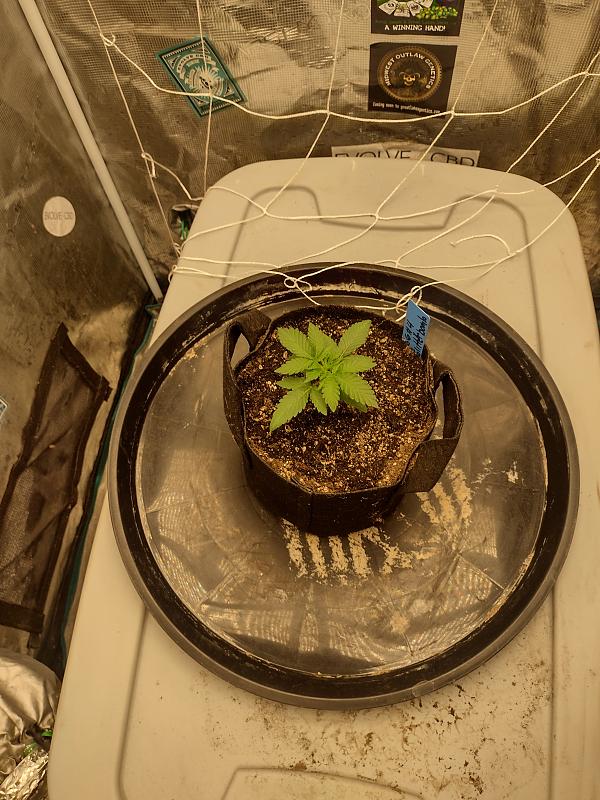 Click image for larger version

Name:	IMG_20260221_074507889_HDR.jpg
Views:	26
Size:	3.18 MB
ID:	663210