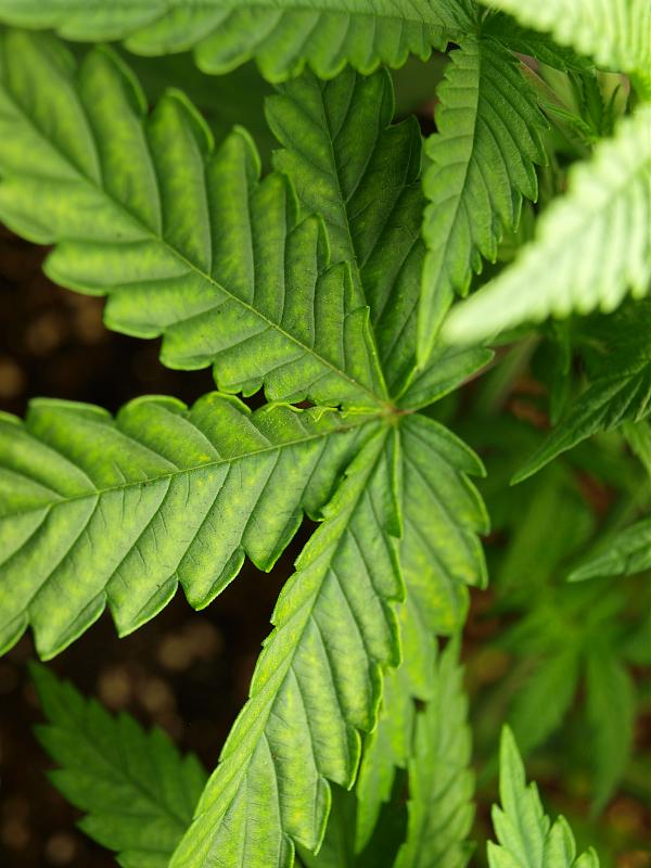 Click image for larger version

Name:	18.11.18 #7.JPG
Views:	258
Size:	1.46 MB
ID:	269907