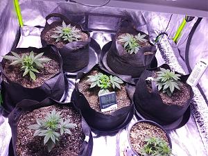 Click image for larger version

Name:	20180904_095627.jpg
Views:	256
Size:	3.93 MB
ID:	244953