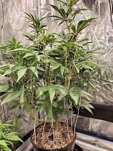 Click image for larger version

Name:	20200430_102135_copy_1209x1612.jpg
Views:	680
Size:	990.9 KB
ID:	400212