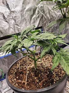 Click image for larger version

Name:	20200422_204315_copy_1209x1612.jpg
Views:	694
Size:	799.8 KB
ID:	397951