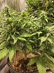 Click image for larger version

Name:	20200509_143817_copy_1209x1612.jpg
Views:	666
Size:	851.9 KB
ID:	403297