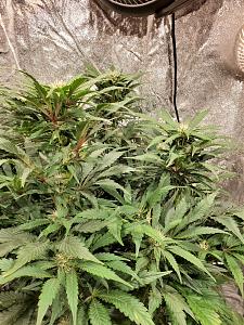 Click image for larger version

Name:	20200509_143844_copy_1209x1612.jpg
Views:	630
Size:	974.9 KB
ID:	403303