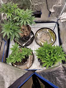 Click image for larger version

Name:	20200422_204126_copy_1209x1612.jpg
Views:	685
Size:	922.3 KB
ID:	397952