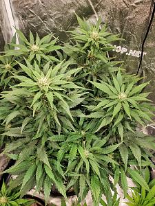 Click image for larger version

Name:	20200509_143822_copy_1209x1612.jpg
Views:	637
Size:	958.0 KB
ID:	403302