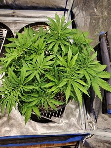 Click image for larger version

Name:	20200430_102109_copy_1209x1612.jpg
Views:	654
Size:	920.5 KB
ID:	400207