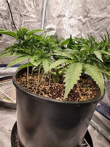 Click image for larger version

Name:	20200422_204307_copy_1209x1612.jpg
Views:	711
Size:	778.5 KB
ID:	397950