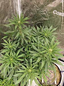 Click image for larger version

Name:	20200430_102201_copy_1209x1612.jpg
Views:	662
Size:	946.7 KB
ID:	400213