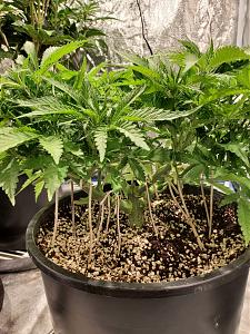 Click image for larger version

Name:	20200430_102119_copy_1209x1612.jpg
Views:	677
Size:	834.1 KB
ID:	400208