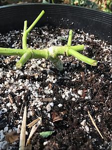 Click image for larger version

Name:	IMG_3621.jpg
Views:	379
Size:	282.7 KB
ID:	118210