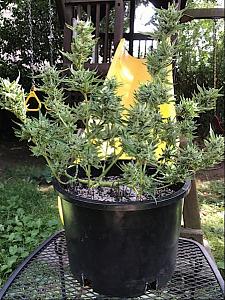 Click image for larger version

Name:	IMG_3620.jpg
Views:	373
Size:	294.8 KB
ID:	118212